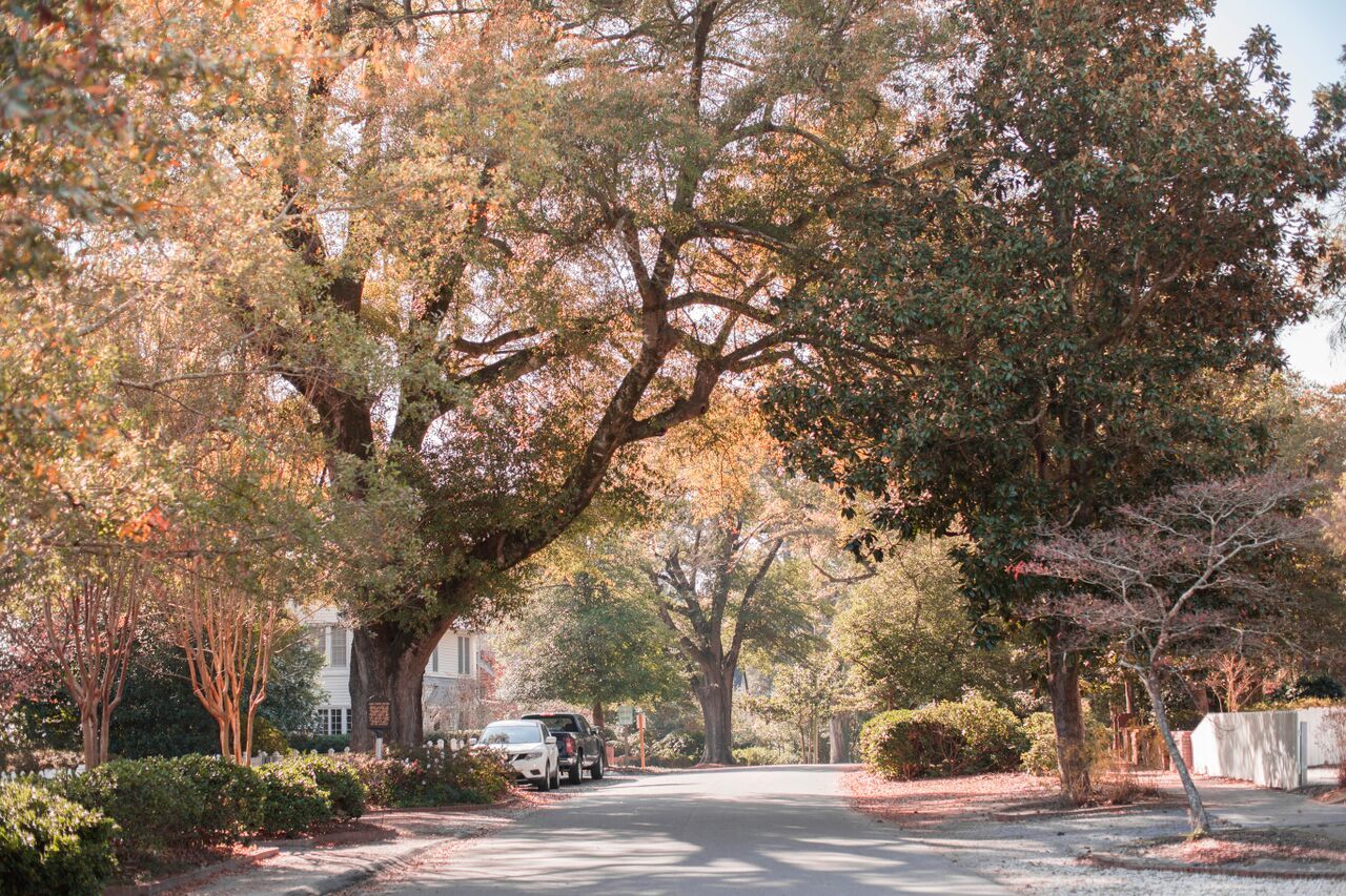 A quiet street shaded by old oaks and magnolias